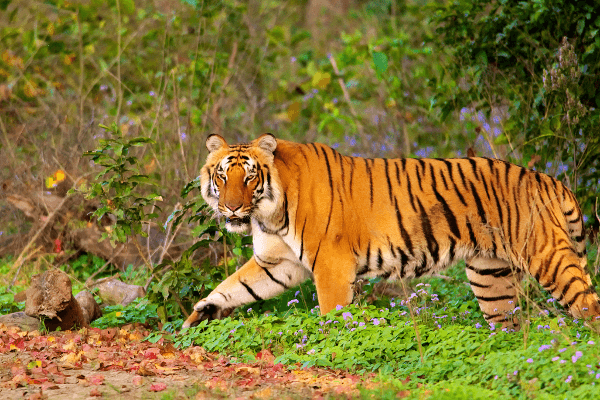 Delhi to Jim Corbett taxi service at 2500 CabBazar