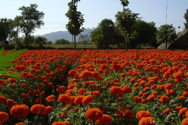 Taxi from Salem to Hosur