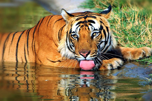 Taxi from Surat to Kanha