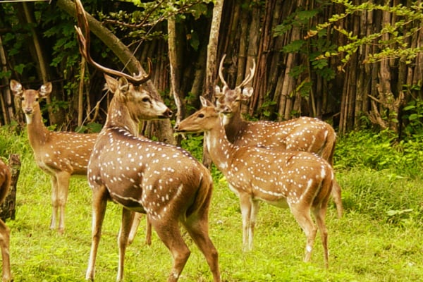 Taxi from Mysore to Mudumalai