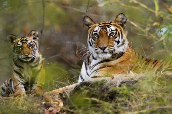 Taxi from Chennai to Nagarhole