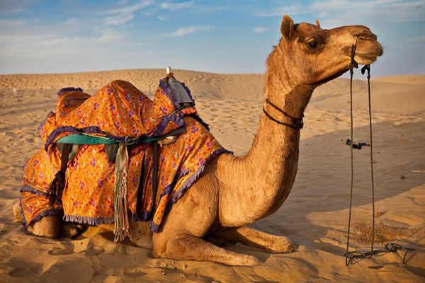 Taxi from Delhi to Shri Ganganagar