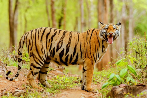 Taxi from Rajkot to Tadoba