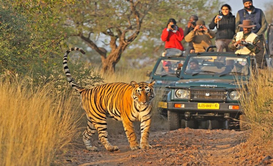 Best Road Trips from Dehradun – Short & Long Drives You’ll Love